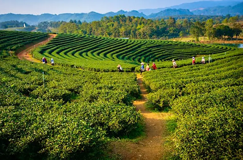 Assam Travel Guide