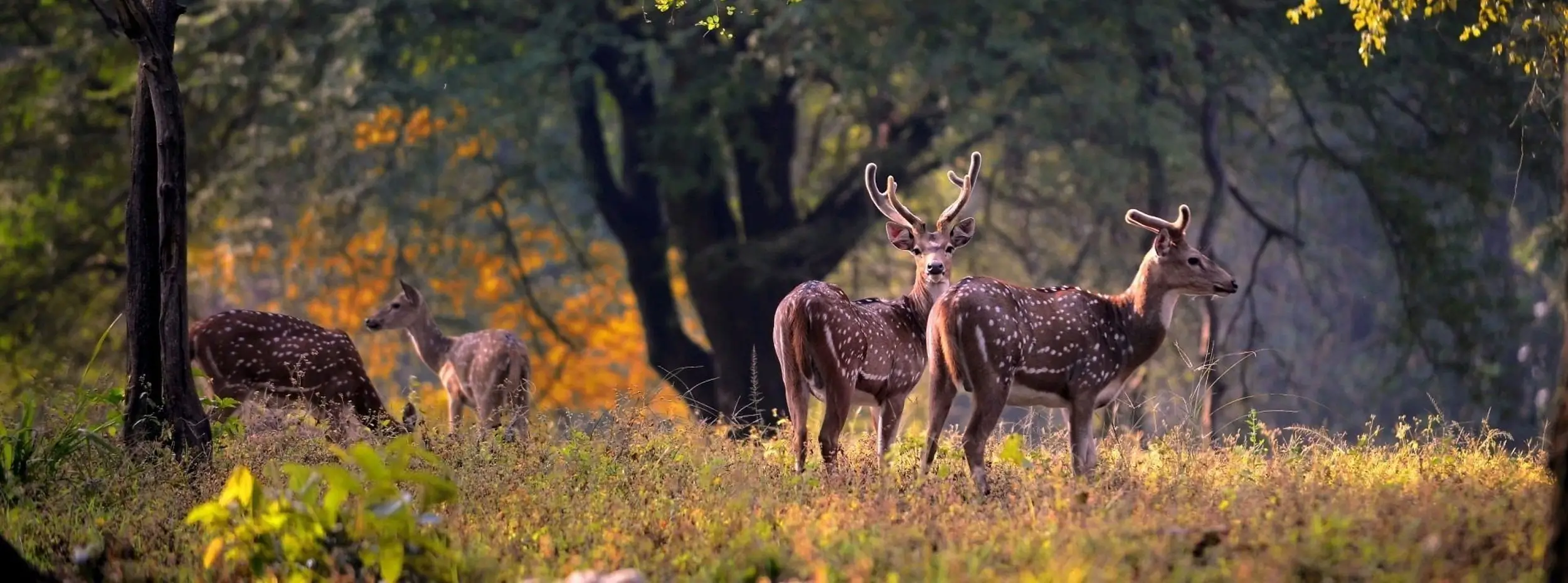 Bandhavgarh Kanha Travel Guide