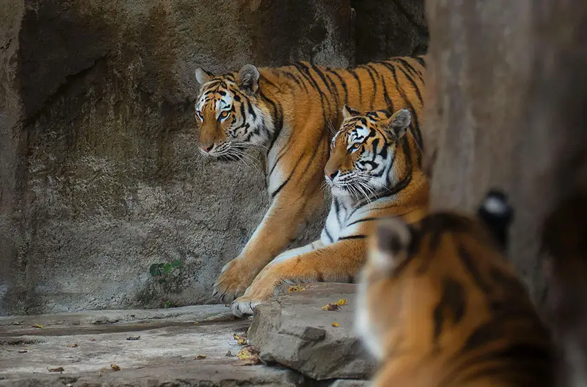 Golden Triangle Tour with Ranthambore