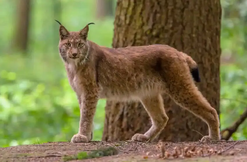 India Big Cats Safari - Ranthambore Tigers, Bera Leopards & Gir Asiatic Lions
