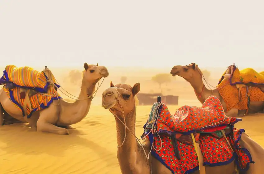 Jaipur Village & Rural Experience Tour with Crafts & Camel Ride