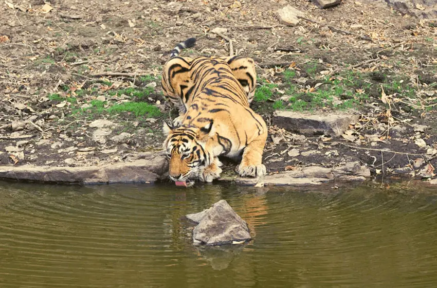Golden Triangle Tour with Wildlife