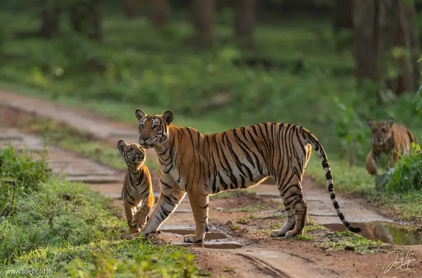 Golden Chariot Style South India Highlights