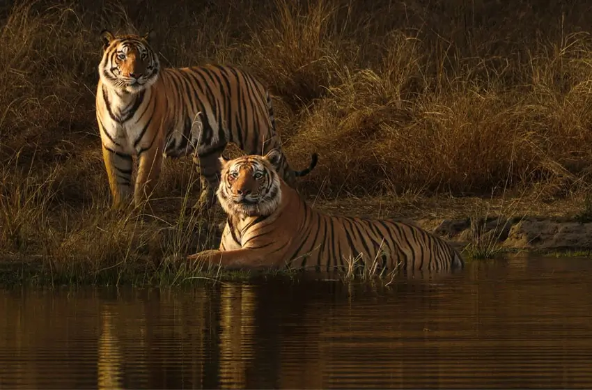 Central India Tiger Safari Tour