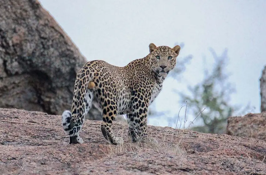 Luxury Udaipur & Jawai Tour with Palaces, Lakes & Leopard Safaris