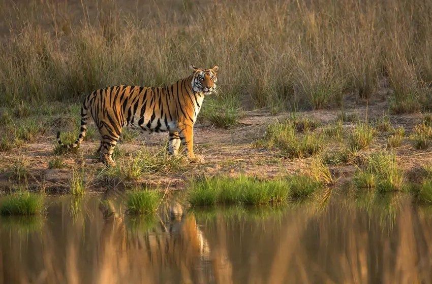 India Wildlife Photography Tiger Safari