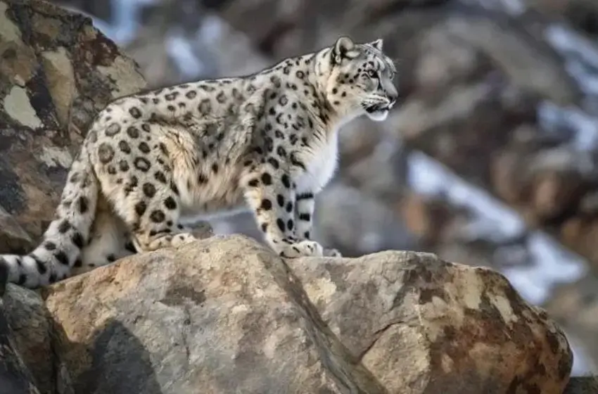 Luxury India Big Cats Safari – Tigers, Leopards & Lions Tour | 15 Days Private Wildlife Expedition
