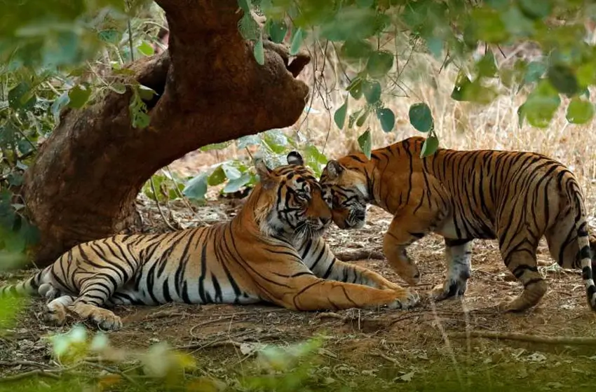 Rajasthan Wildlife Tour with Ranthambore