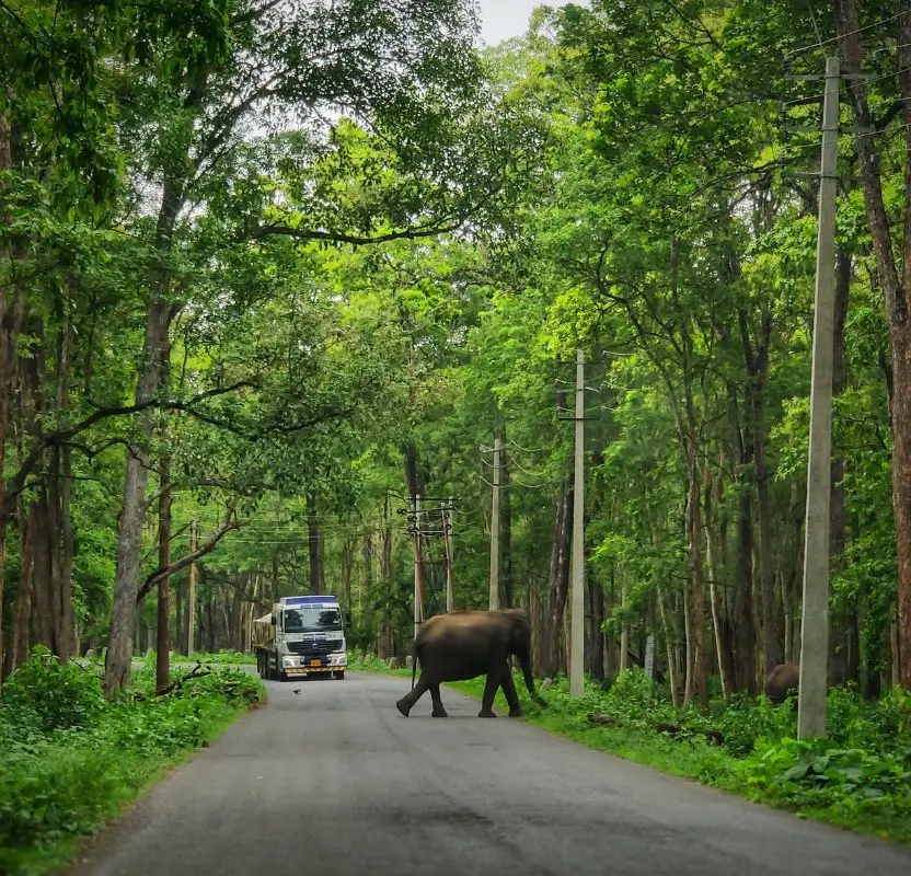 South India Luxury Wildlife Expedition | 14 Days Private Safari Tour