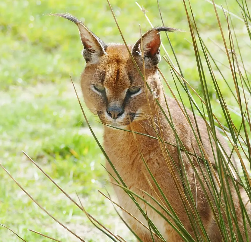 India Big Cats Safari - Ranthambore Tigers, Bera Leopards & Gir Asiatic Lions