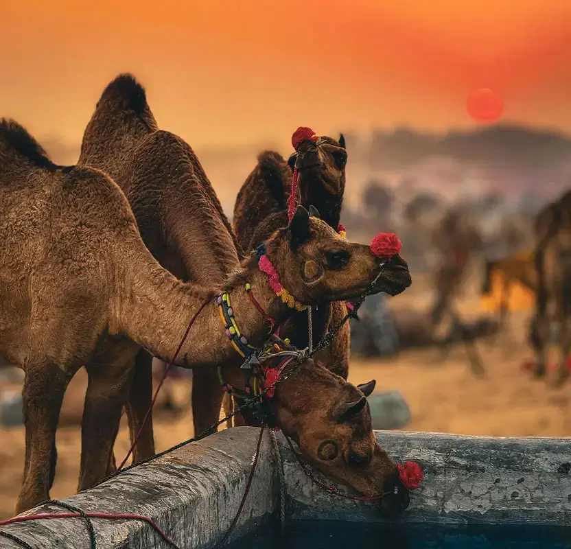 Jaipur Village & Rural Experience Tour with Crafts & Camel Ride