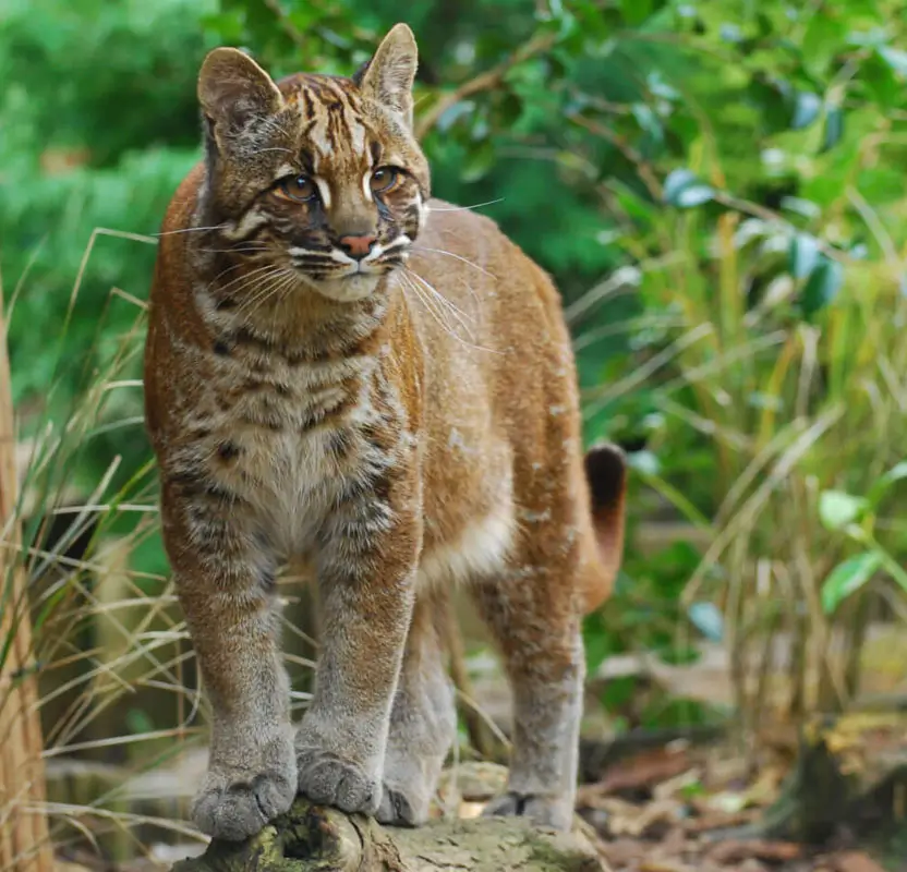 India Big Cats Safari - Ranthambore Tigers, Bera Leopards & Gir Asiatic Lions