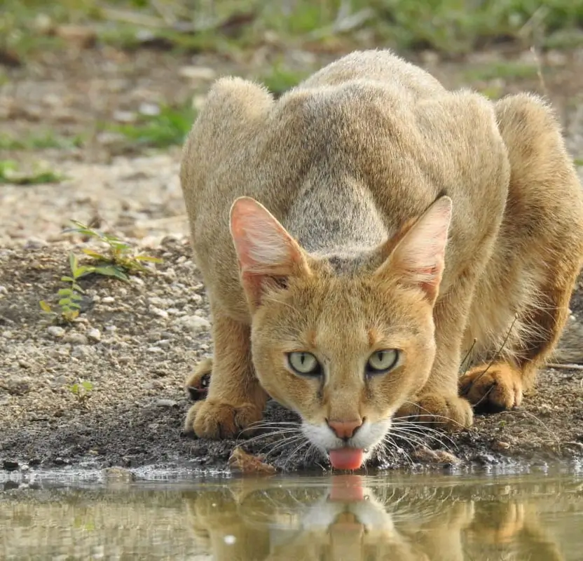 India Big Cats Safari - Ranthambore Tigers, Bera Leopards & Gir Asiatic Lions