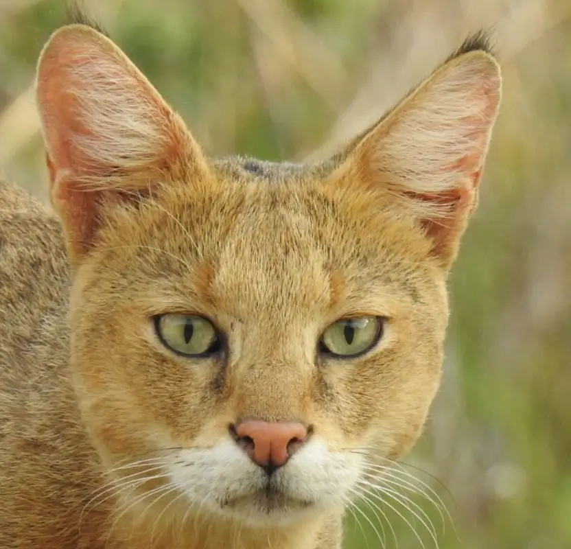 India Big Cats Safari - Ranthambore Tigers, Bera Leopards & Gir Asiatic Lions