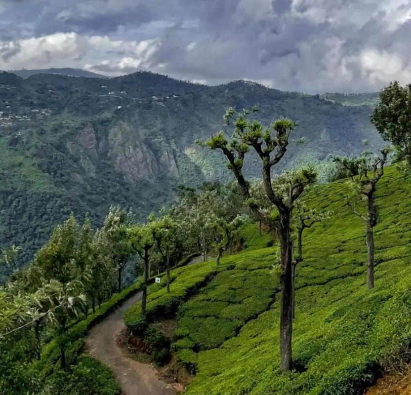 Luxury Kerala & Nilgiri Hills Tour | 9 Days Private Holiday