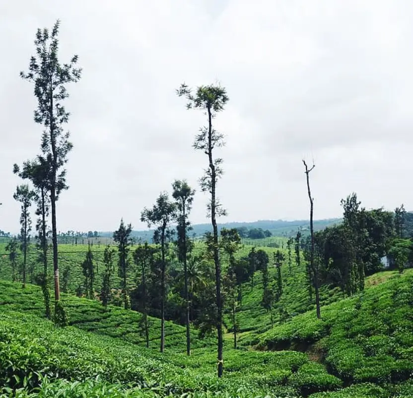 Luxury South India Tour for Second-Time India Visitors | 15 Days Private Tour
