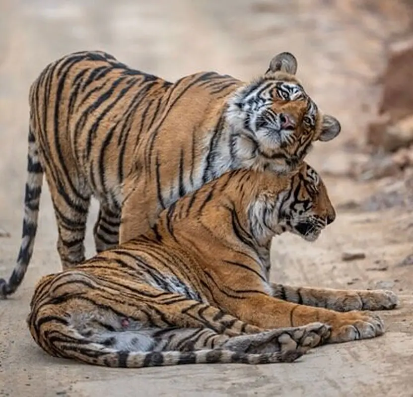 Rajasthan Jeep Safari Tour with Ranthambore Tigers