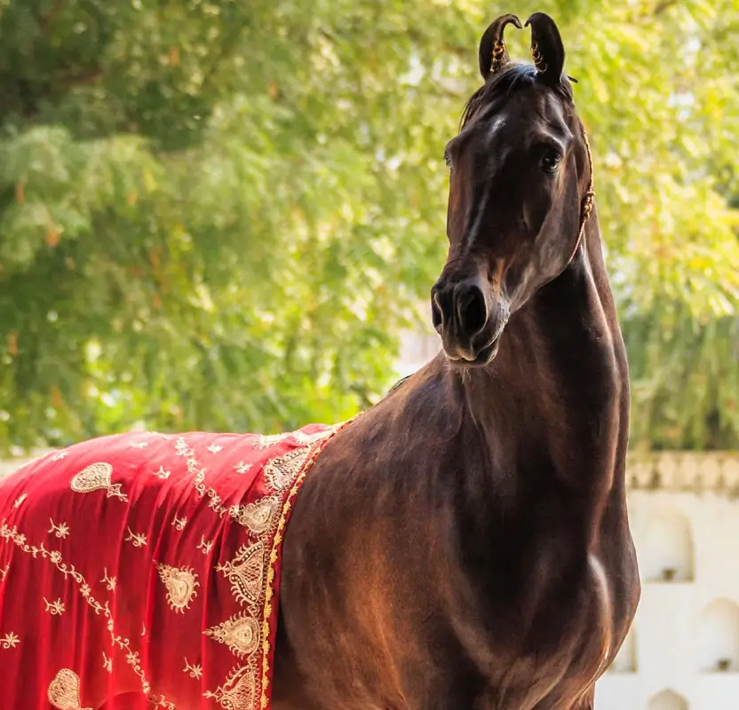 Royal Rajasthan Horse Safari Tour