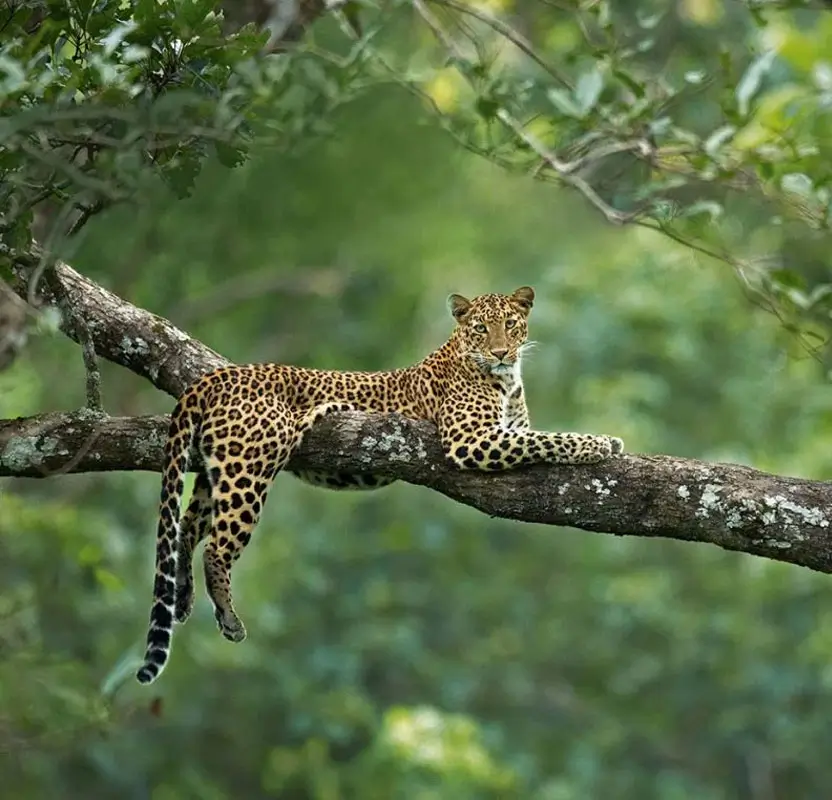 Golden Triangle Tour with Suján Jawai | Ultra-Luxury Safari & Heritage Experience