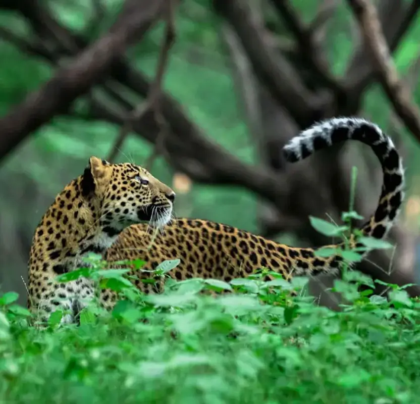 Jaipur Adventure & Jeep Safari Tour – Nahargarh & Jhalana Leopard Safari
