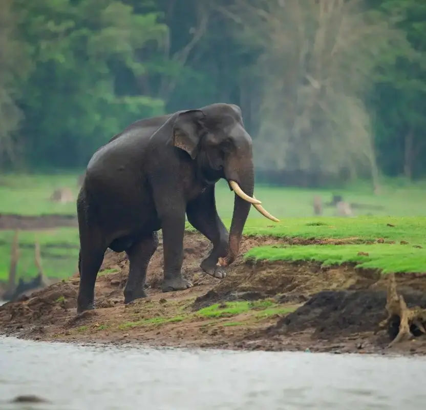 Luxury South India Tour for Senior Travelers | 14 Days Private Tour
