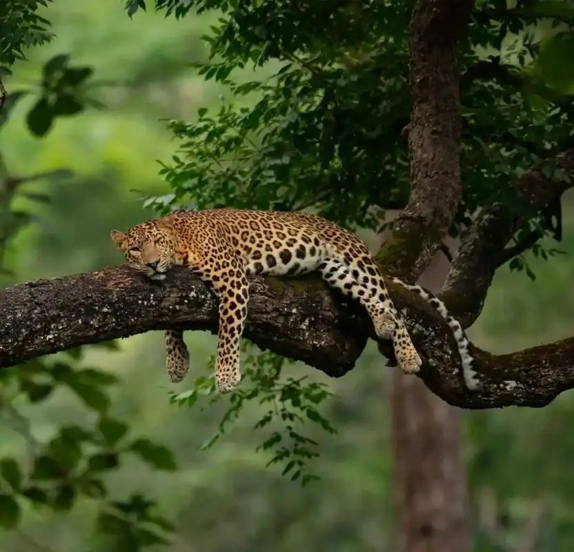 Luxury South India Family Tour with Kids | 13 Days Private Family Holiday