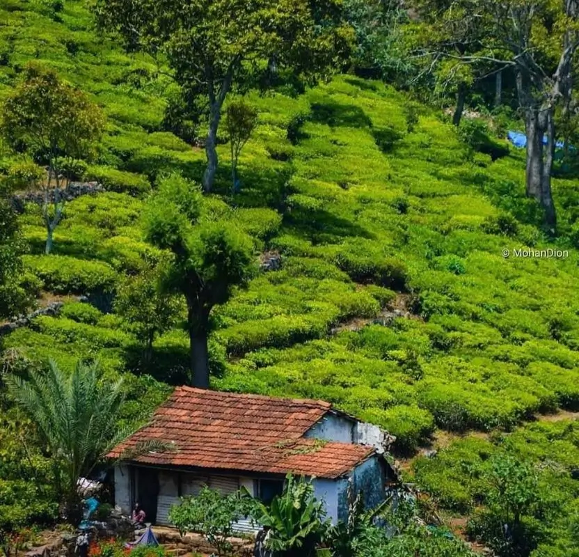 Luxury Nilgiri Mountains & Tea Estates Tour | 9 Days Private Holiday