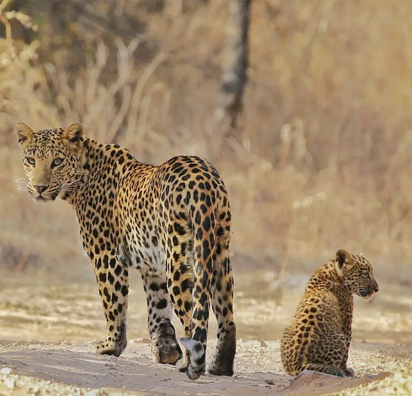 Jaipur Adventure & Jeep Safari Tour – Nahargarh & Jhalana Leopard Safari