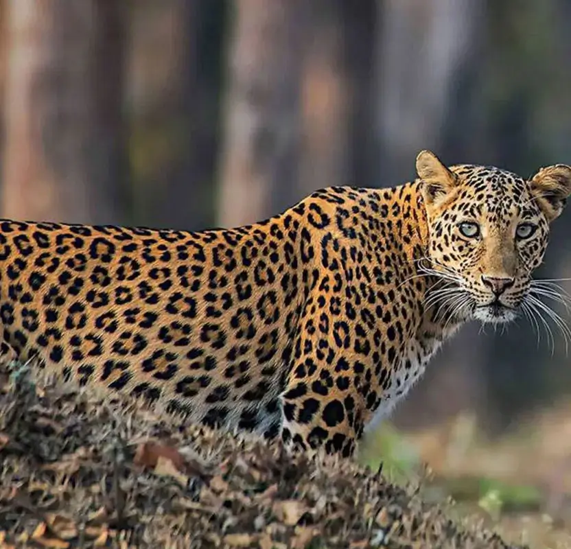 Jaipur Adventure & Jeep Safari Tour – Nahargarh & Jhalana Leopard Safari