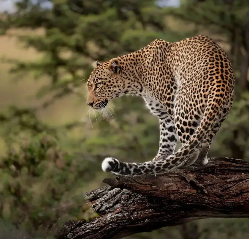 Jaipur Adventure & Jeep Safari Tour – Nahargarh & Jhalana Leopard Safari