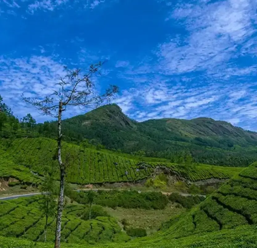 Luxury Kerala Plantation & Backwaters Journey | 9 Days Private Tour