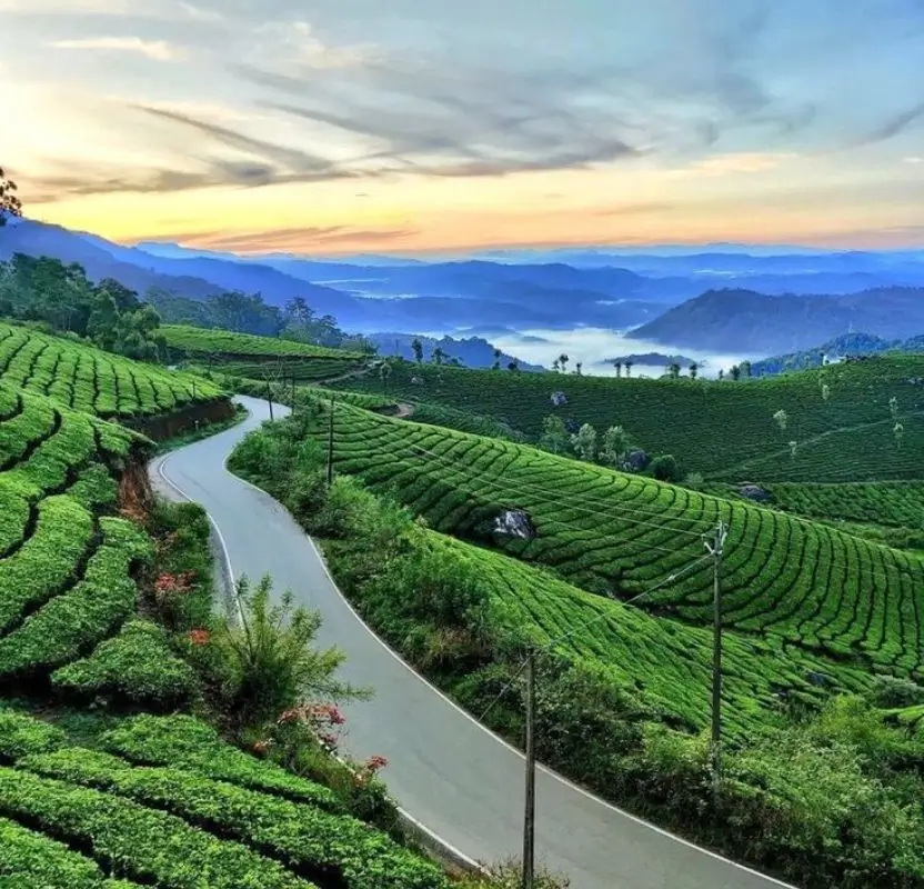 Luxury South India Coffee & Tea Plantation Tour | 12 Days Private Journey