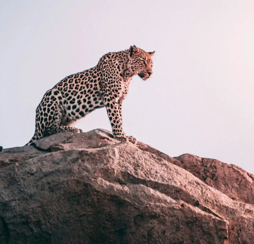 Rajasthan Wildlife Tour with Ranthambore