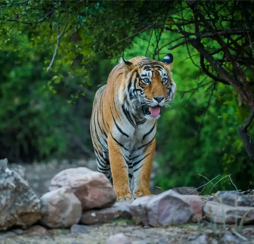 Golden Triangle Tour with Ranthambore