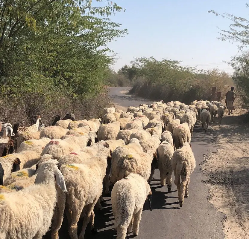 Rajasthan Village Tour with Bishnoi & Rural Experiences – 10 Days of Culture, Heritage & Rural Charm