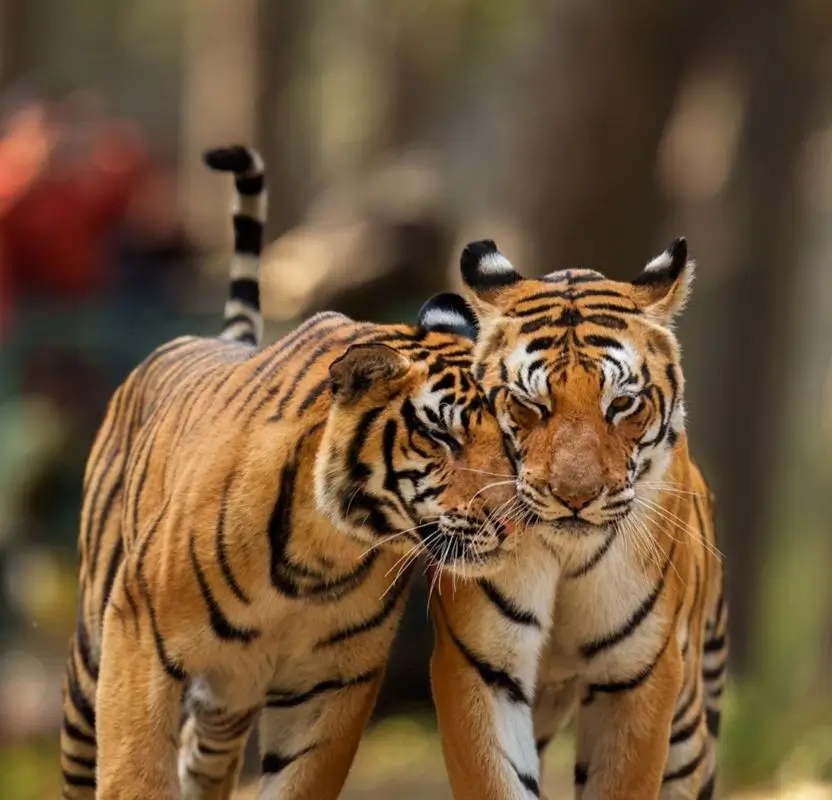 Luxury Tigers & Taj Mahal Tour with Rajasthan Palaces | 10 Days Private Luxury India Safari