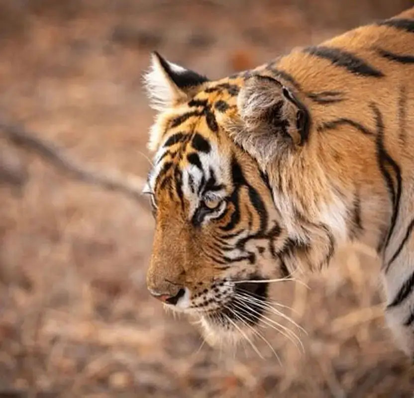 Solo Female Golden Triangle with Tiger Safari
