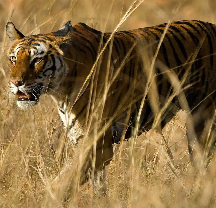 Accessible Golden Triangle & Ranthambore Wildlife Safari