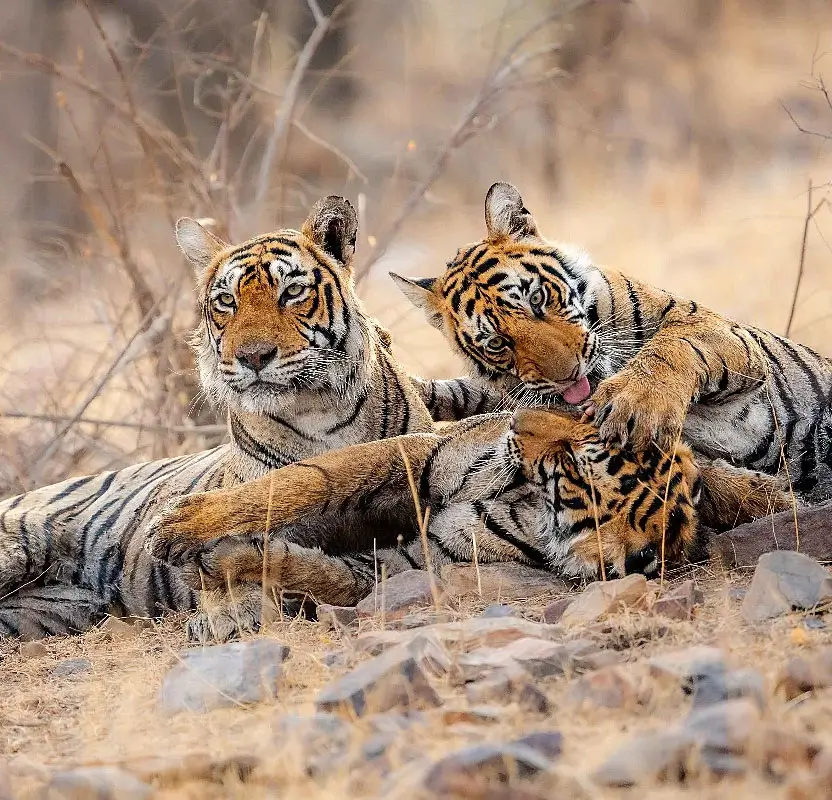 Ultimate Luxury India Tour with Palaces, Tigers, Sacred Varanasi & Kerala Backwaters
