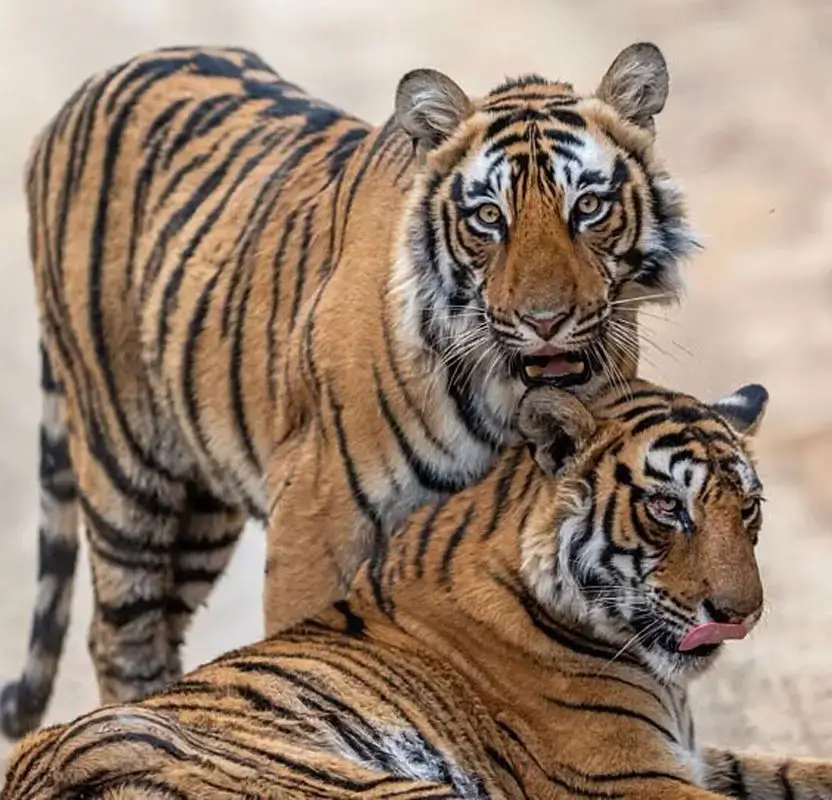 Solo Female Golden Triangle with Tiger Safari