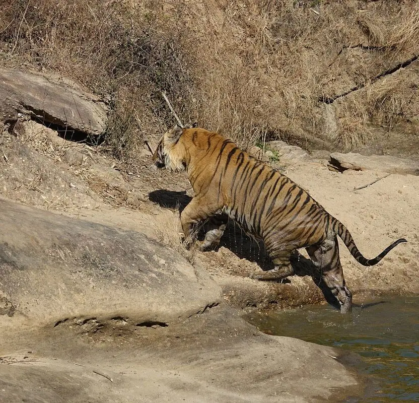 Tiger & Taj Mahal Tour – Delhi, Agra & Ranthambore