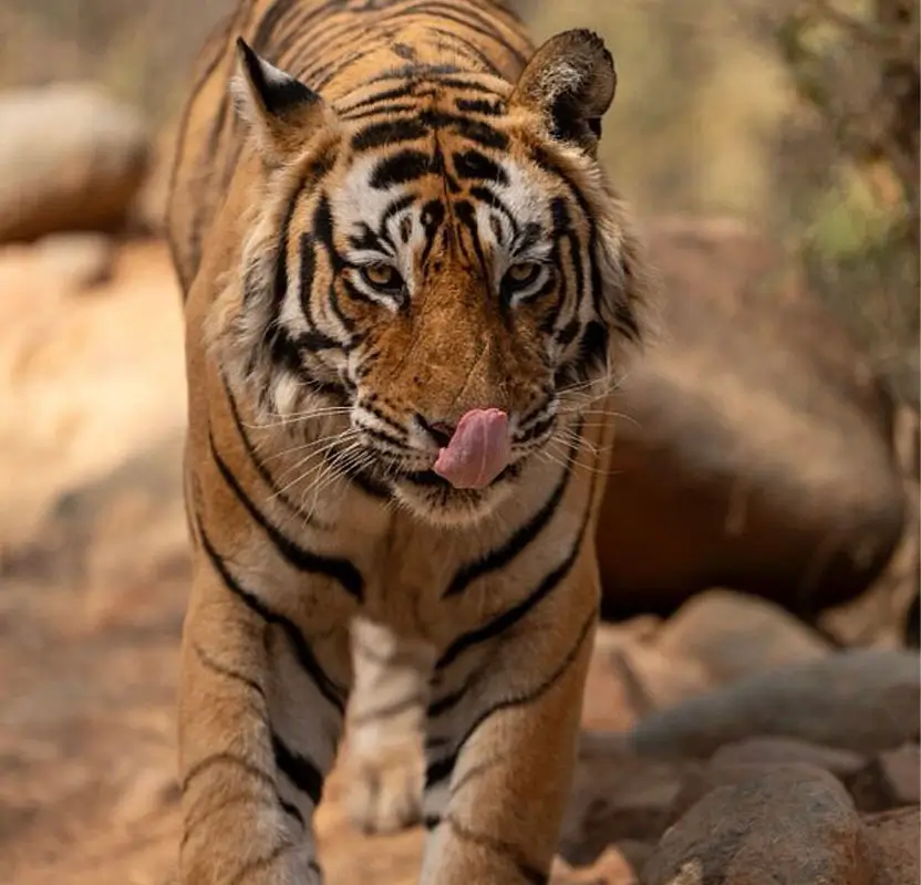 Rajasthan Wildlife Tour with Ranthambore