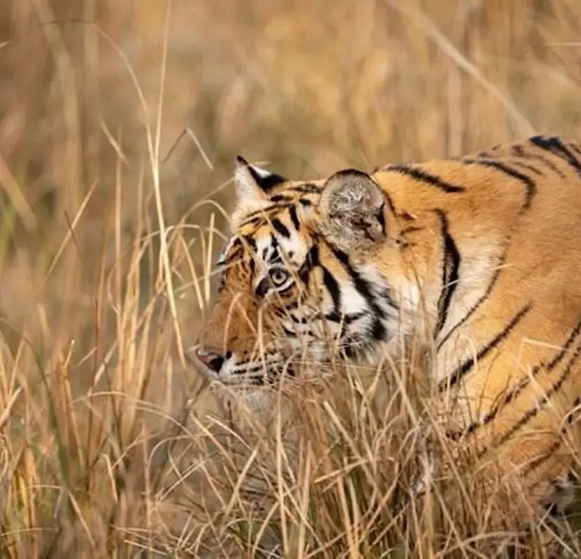 Solo Female Golden Triangle with Tiger Safari