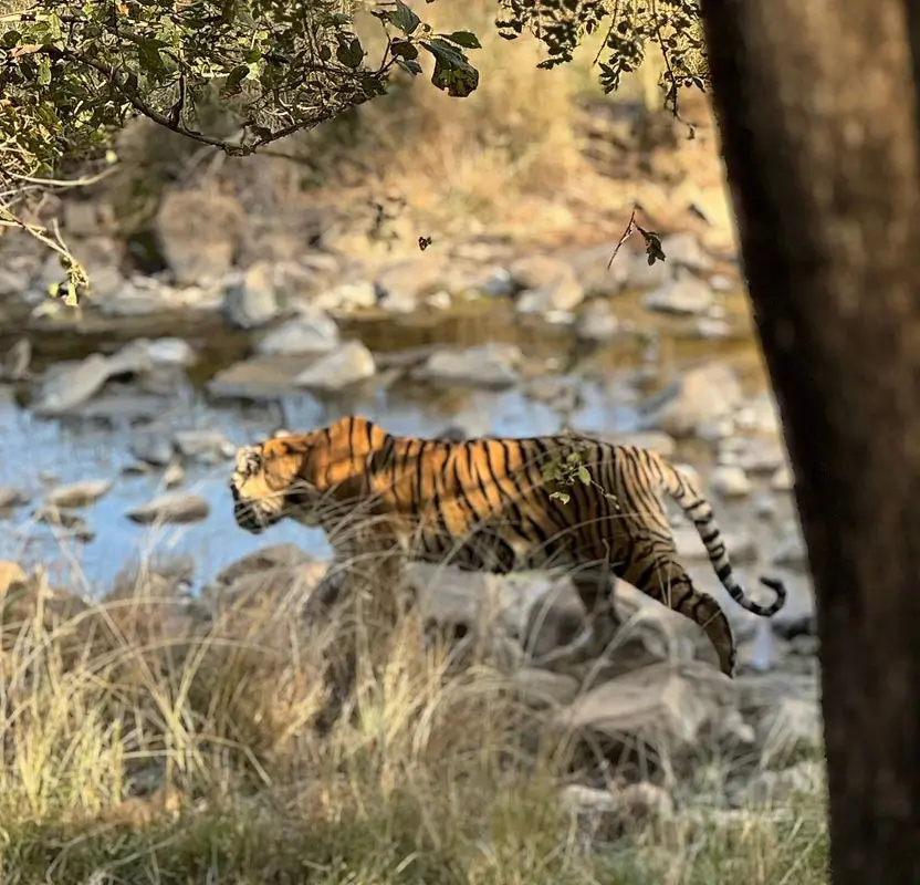 Rajasthan Jeep Safari Tour with Ranthambore Tigers