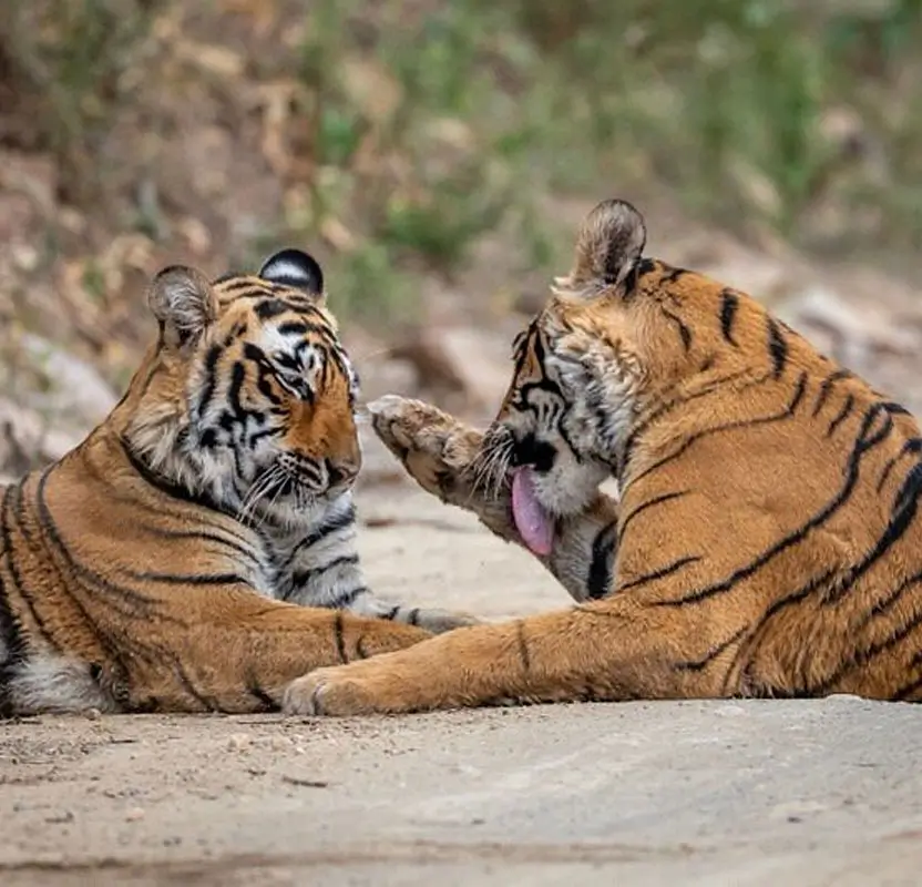 Tiger & Taj Mahal Tour – Delhi, Agra & Ranthambore
