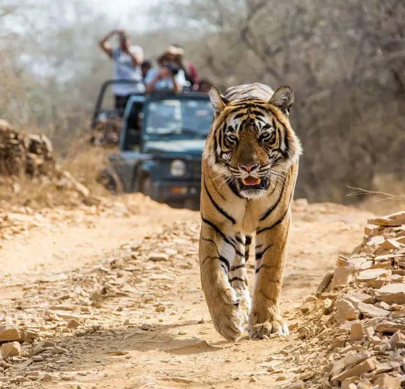 Golden Triangle Tour with Wildlife