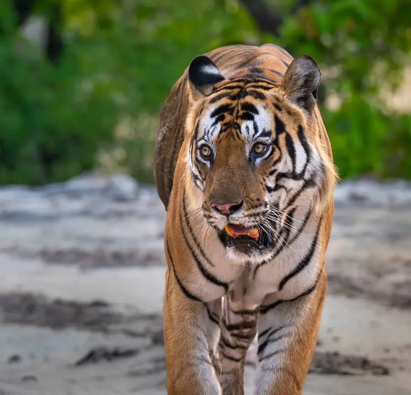 Golden Triangle with Tiger Safari India Tour