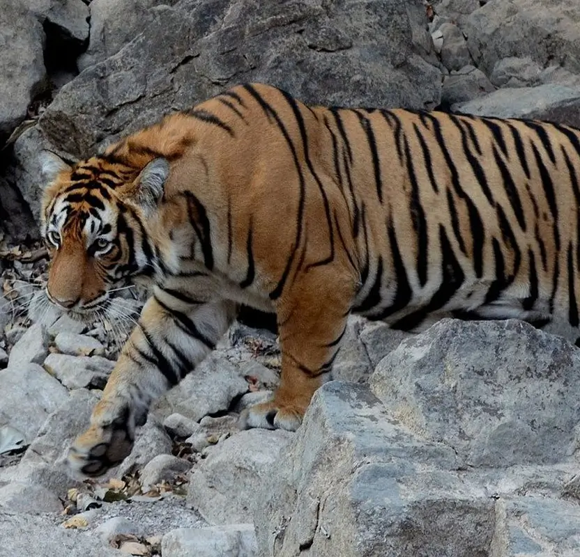 Golden Triangle with Tiger Safari India Tour