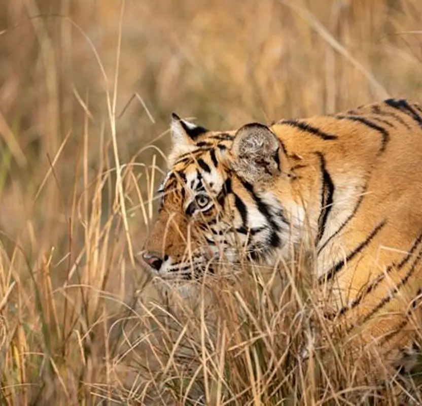 Classic Kerala Hills & Wildlife