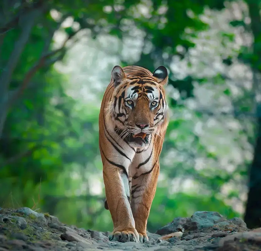 Magnificent Rajasthan Tour with Taj Mahal & Wildlife